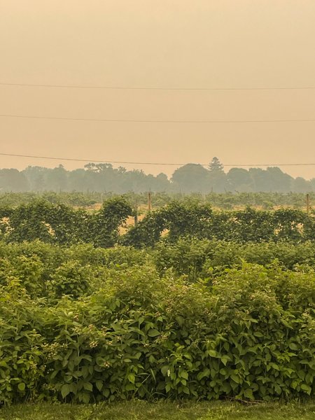 Bad air quality from wildfire smoke forced