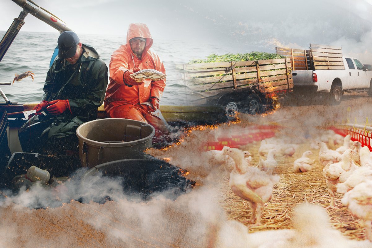 a photo collage of a commercial crabber wearing an orange jacket, a white truck on a 168一分钟极速赛车官网 Farm, and white chickens in the foreground