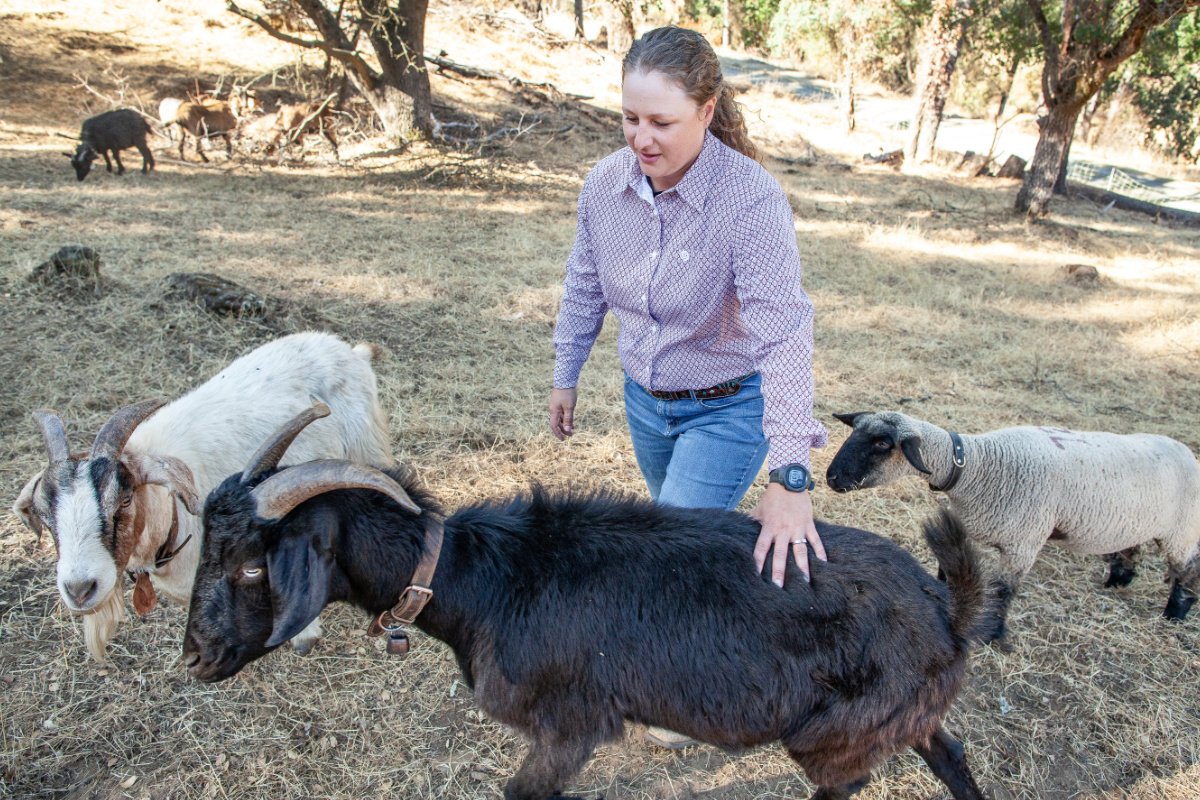 a woman touches a black goat in the grasslands