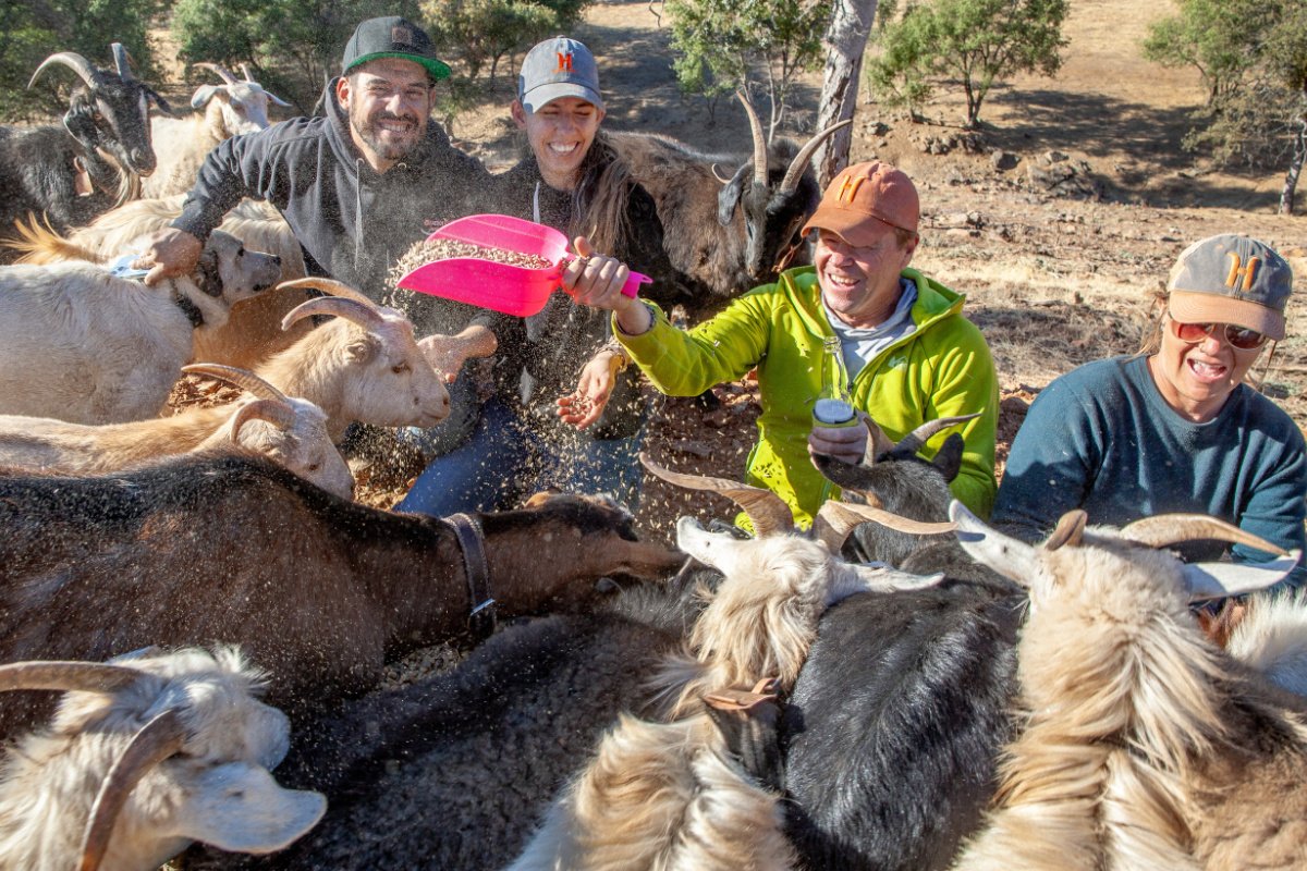 several smiling people giving feed to goats